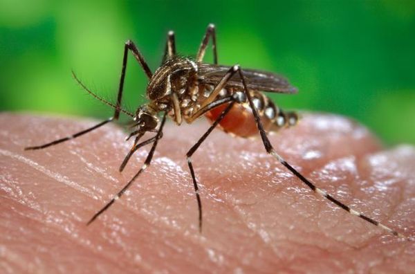 zika virus in San Diego